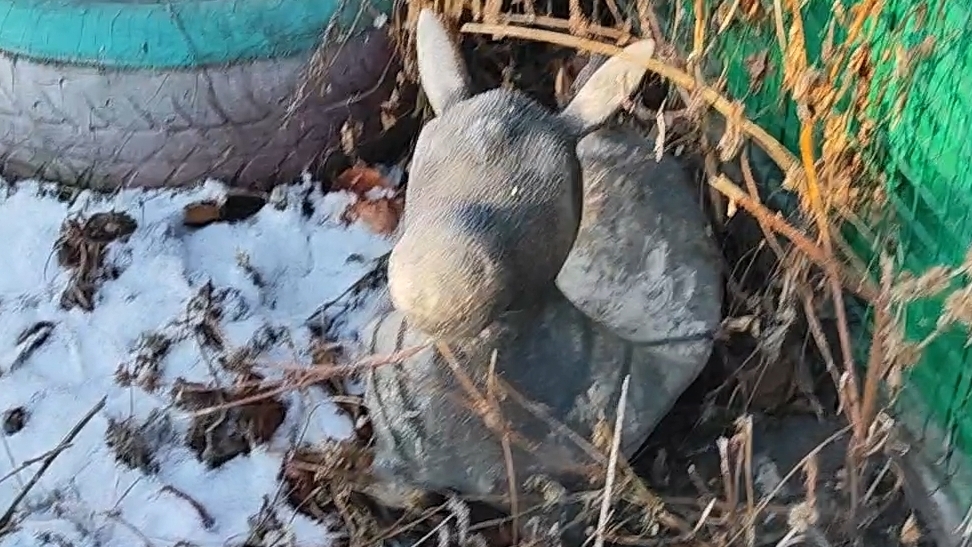 Приехал на дачу...а там ослик замерз... смотреть онлайн