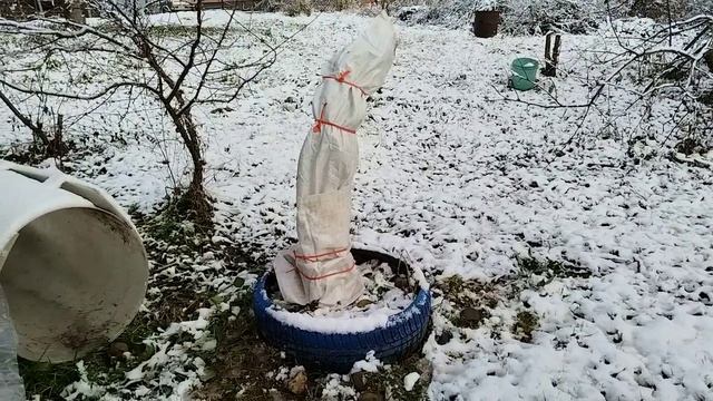 Как подготовить яблони к зиме как утеплить, чем укрыть смотреть онлайн