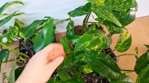 Эпипремнум Пиннатум Цинто Голдфингер или Голден Флейм. Самодельная опора (тотем). видео 17.11.2025г.