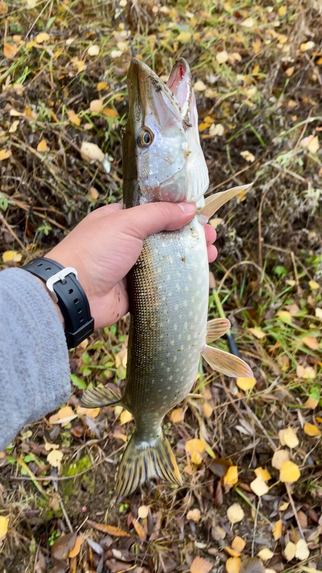 ПЕРВАЯ ЩУКА В МОЕЙ ЖИЗНИ 😁