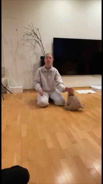 Мальтипу. Как убрать пописы при встрече хозяев. Как хвалить эмоционального щенка