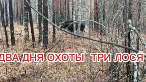 ДВА ДНЯ ОХОТЫ И ТРИ ЛОСЯ / ЯРКАЯ РАБОТА СОБАК ПО САХАТОМУ / А ГДЕ КУНИЦА ?