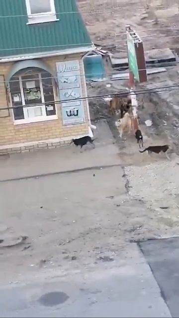 ГДЕ ВЗЯТЬ ТАЛОНЧИК На очередь в шаурмичную 😁