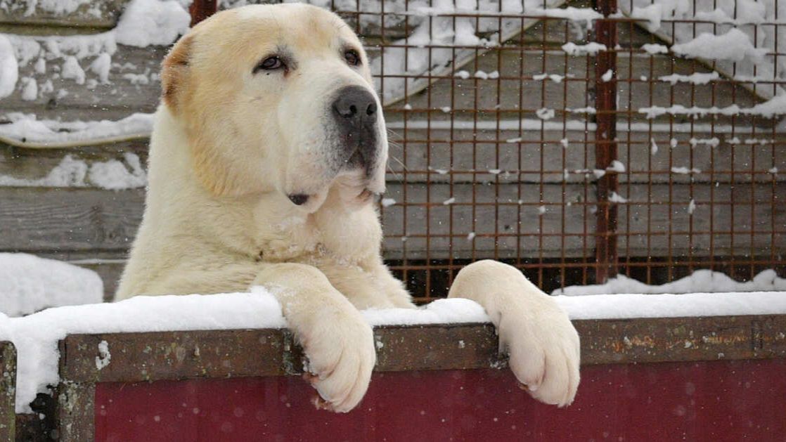 Алабай напал на двух подростков в Новой Москве смотреть онлайн
