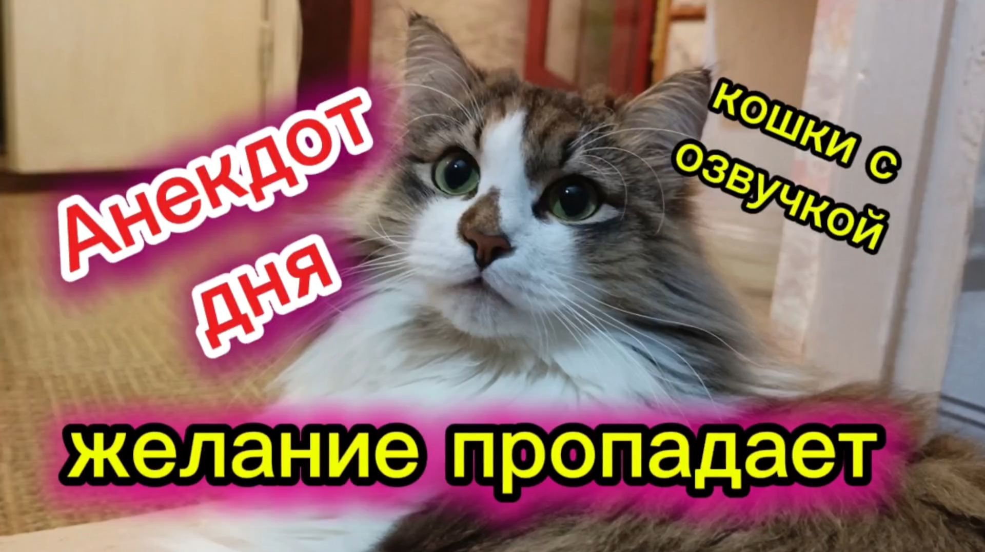 КОШКИ С ОЗВУЧКОЙ смотреть онлайн