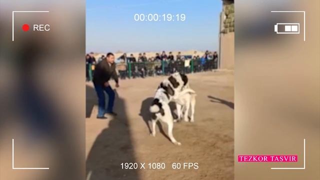 Косон туманида ўтказилган тезкор тадбир давомида қимор ва таваккалчиликка асосланган ноқонуний ўйин смотреть онлайн