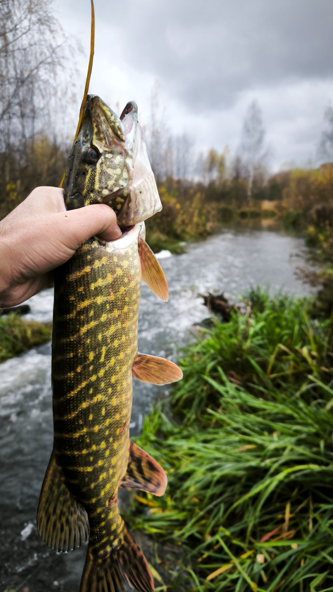 Настоящая поклевка щуки. Рыбалка