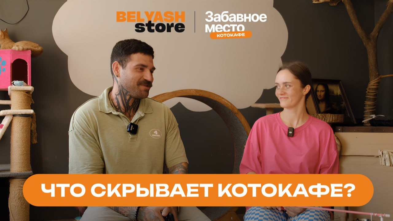 Котокафе в Краснодаре: как спасают и пристраивают животных