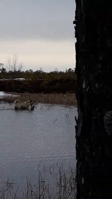 Последняя охота для Дымки- Западно-сибирской лайки.