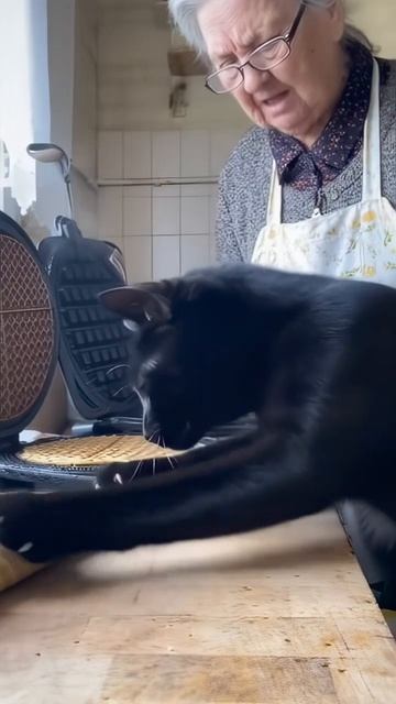 Хотели бы СЕБЕ такого ПОМОЩНИКА)? #доброеутро #смех #животные #shorts смотреть онлайн