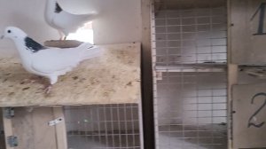 О голубях и голубятниках.