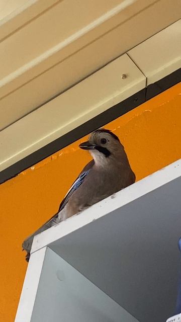 На меня напал птенец