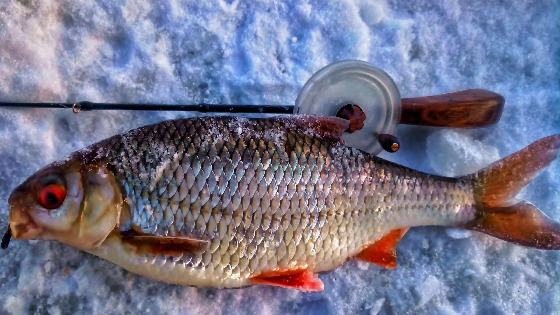 КЛЮНУЛА ТРОФЕЙНАЯ СОРОГА на безмотылку