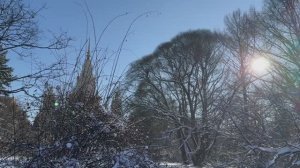 Зимний день в Ботаническом саду МГУ