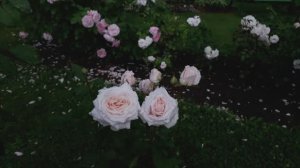 Роза Тсумуги в июле 2025