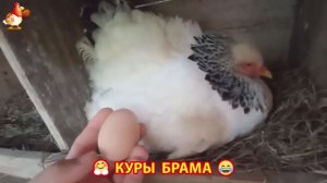 Куры Брама с лохматыми лапами прекрасные несушки (73)