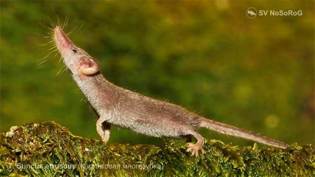 Чем питается и сколько съедает мельчайшая в мире Карликовая многозубка — Suncus etruscus ?