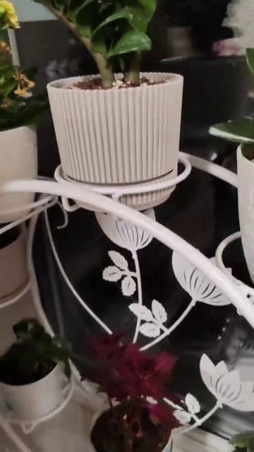 Ухаживаю за цветочками 👍 #уходзацветами #уходзацветамидома #комнатныецветы смотреть онлайн