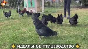 Идеальное птицеводство достойно восхищения 🐓🦆🦢🦚🦃🐔 эпизод (403)