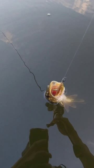 Когда ищешь окуня, а клюет щука.