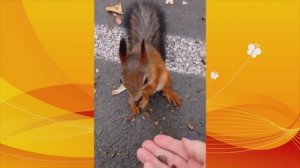 Братья наши меньшие