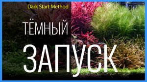 ТЁМНЫЙ ЗАПУСК аквариума: старт и 300 дней развития
