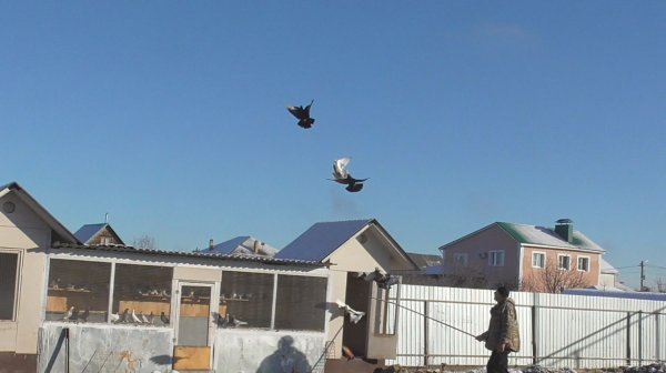 Бойные голуби Олега. Рязанская область.  Рыбновский район ( 1 серия)