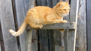 Мишкино детство