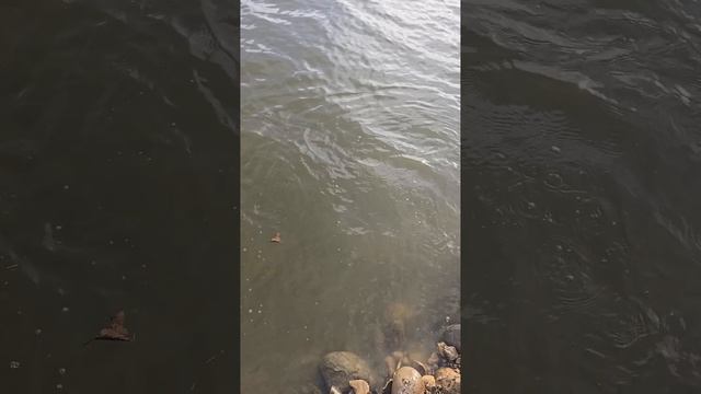 Наш дальний водоем пополнился партией трофейной щуки. 🐟 смотреть онлайн