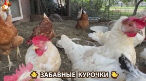 Забавные курочки несушки на сельском подворье 🤗😂😜 (23)