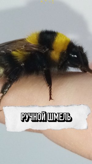 Ручной Шмель 🥰