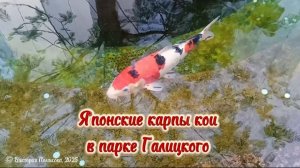 Красивая музыка для релаксации, созерцаем как японские карпы кои плавают в пруду в парке Галицкого