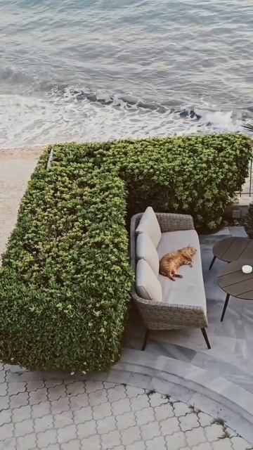 Fredo de Gaultier - Passion and Pain, Pt.4 #Croatia #cat #sofa #beach #sea #balkanparty #balkan смотреть онлайн
