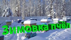 Как пчёлы выживают зимой? Секрет диастазы — фермента, заменяющего им мёд