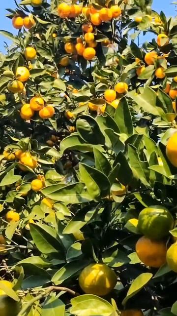 Восторженное видео от одной из туристок об изобилии мандаринов в Абхазии (ноябрь, ОСЕНЬ-2025) смотреть онлайн