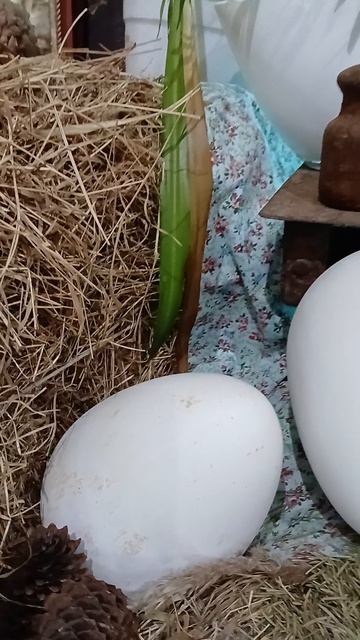 руками не трогать. Витрина в магазине страусиной фермы. смотреть онлайн