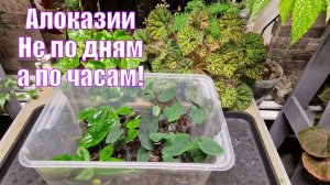 Клоны Алоказий Скальпрум и Блек Меджик изменения до неузнаваемости! 28 дней после пересадки