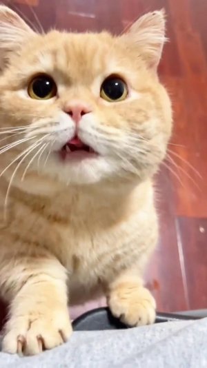 😂 ДАЙ ПЕЧЕНЬКИ 🍪 | БУДЬ МУЖИКОМ 🤣 | ОЗВУЧКА ОТ ROMEO 🔥 | #говорящийкот #озвучка #угараю