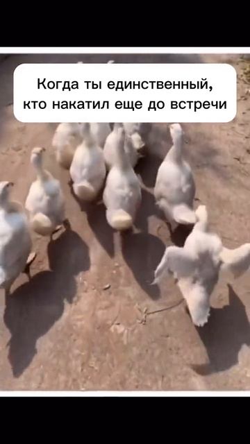 Когда ты единственный накатил🥃 смотреть онлайн