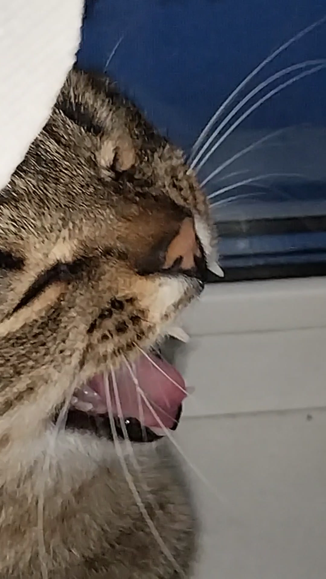 А меня, счастье, нашло!😂😸 #cat #животные #кошки #приколы смотреть онлайн