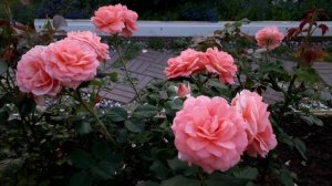 Роза Амелия Ренессанс, третий год в саду. Сезон 2025