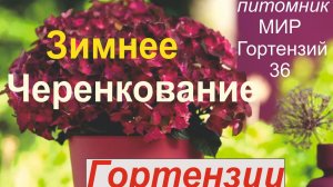 ЗИМНЕЕ ЧЕРЕНКОВАНИЕ ГОРТЕНЗИИ  НОВЫМ СПОСОБОМ ПЛЮСЫ И МИНУСЫ