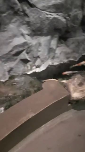 Океанариум