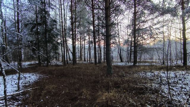 Вечер в заснеженном лесу. ч.1. Ноябрь 2025 смотреть онлайн