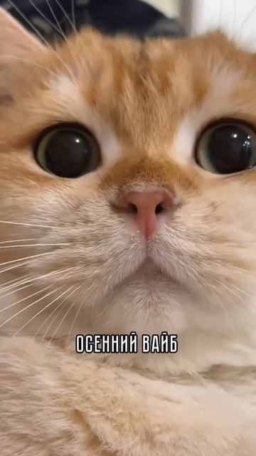 Осенний вайб) смотреть онлайн