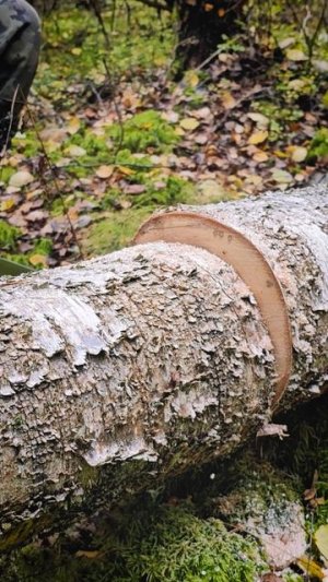 Японская пила Silky Bigboy 360 на березе 24 см.