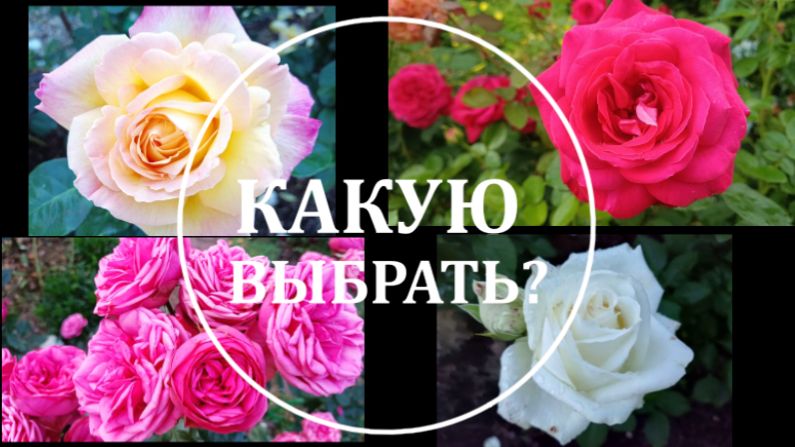 ЧАЙНО-ГИБРИДНЫЕ РОЗЫ. ОБЗОР смотреть онлайн