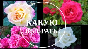 ЧАЙНО-ГИБРИДНЫЕ РОЗЫ. ОБЗОР