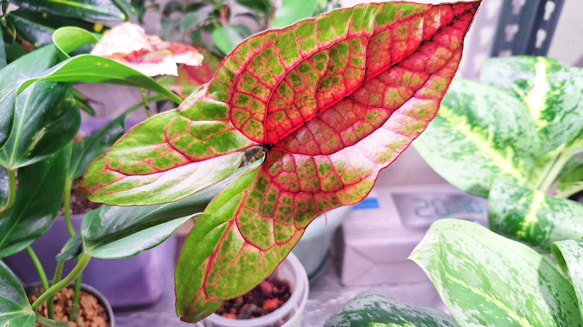 Цветочные новости смотреть онлайн