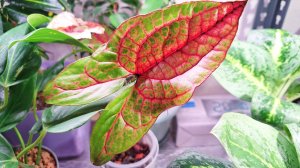 Цветочные новости